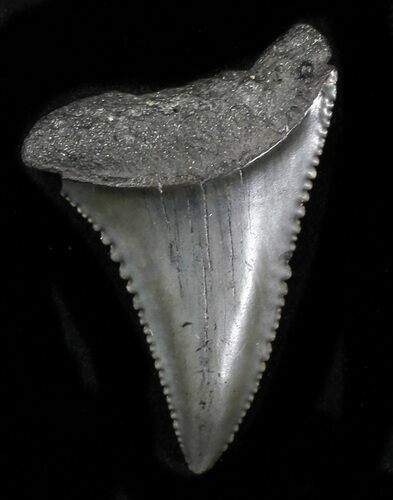 Serrated Fossil Great White Shark Tooth - #31609